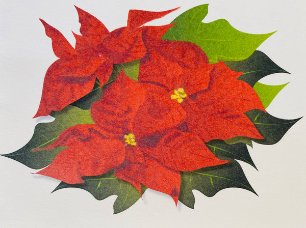 Poinsettia