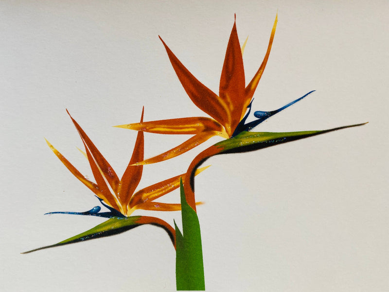 Bird of Paradise