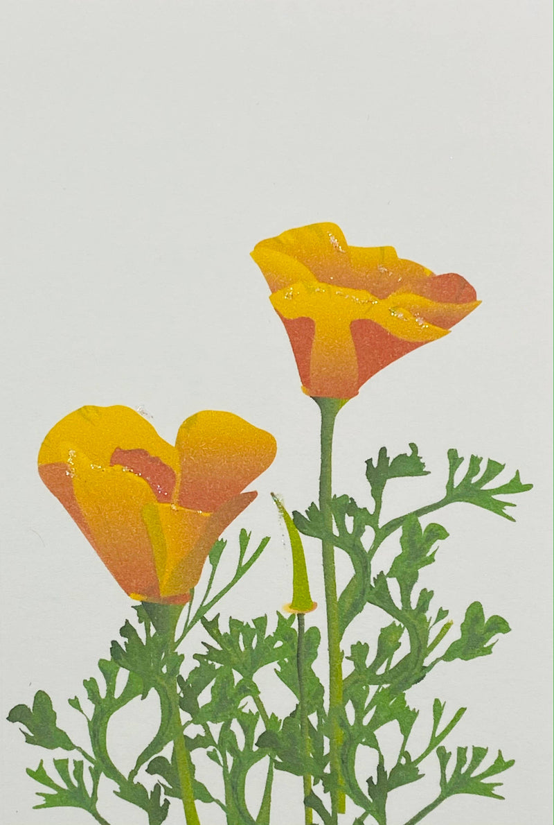California Poppy - Gift Enclosure Cards
