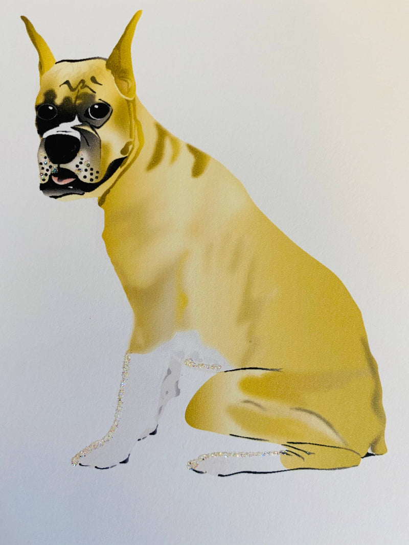 Boxer Dog