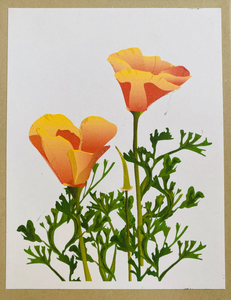 California Poppy