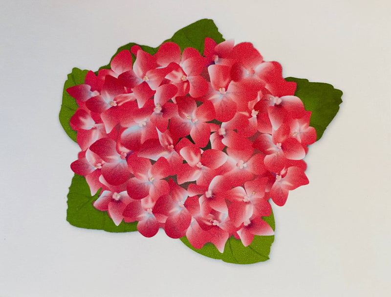 Pink Hydrangea Flower
