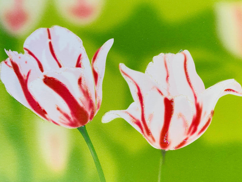 Pink and White Tulip Flower, Everyday Card