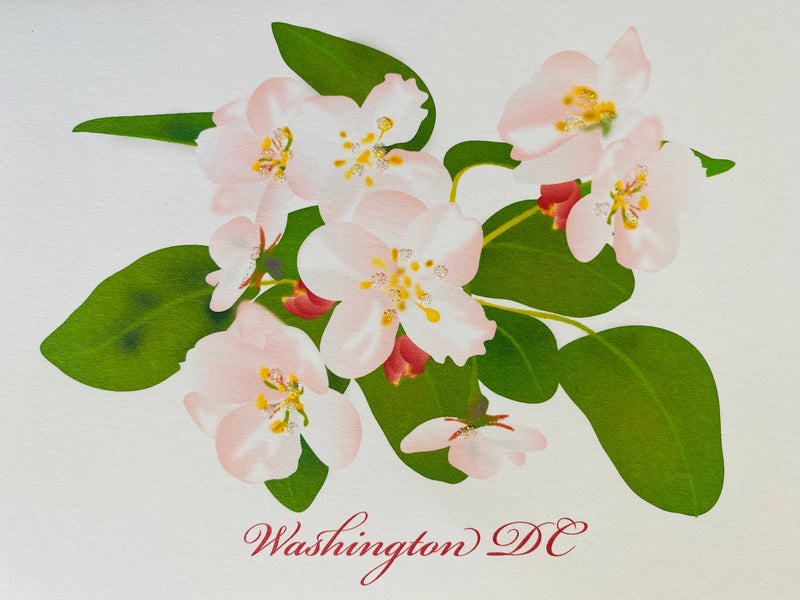 Cherry Blossoms