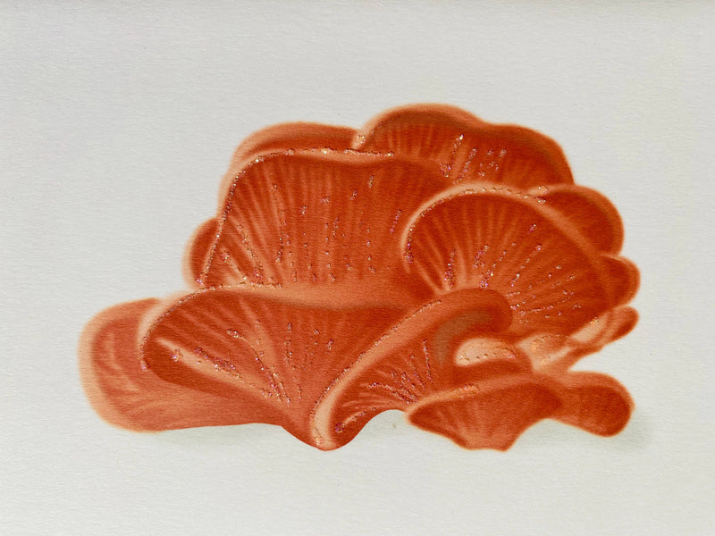 Orange Oyster Mushrooms