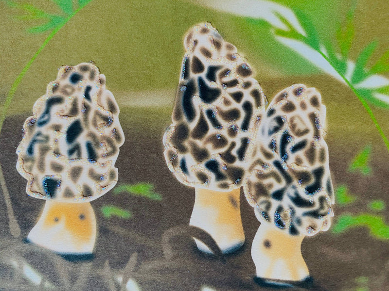 Morel Mushrooms