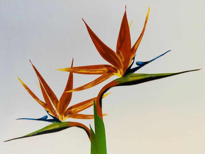 Bird of Paradise Flower, Everyday Card