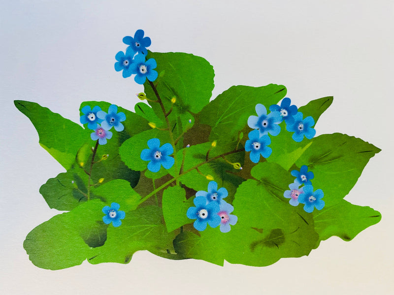 Forget me Knot Flower, Everyday Card