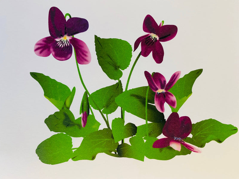 Violets Flower, Everyday Card